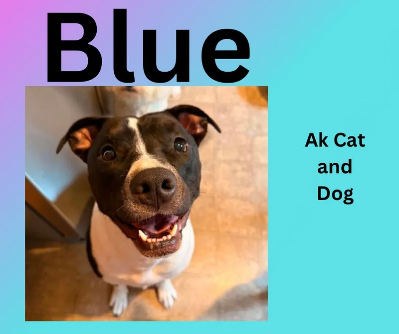 An adult large-sized female Pit Bull Terrier dog named Blue for adoption in Wasilla, AK