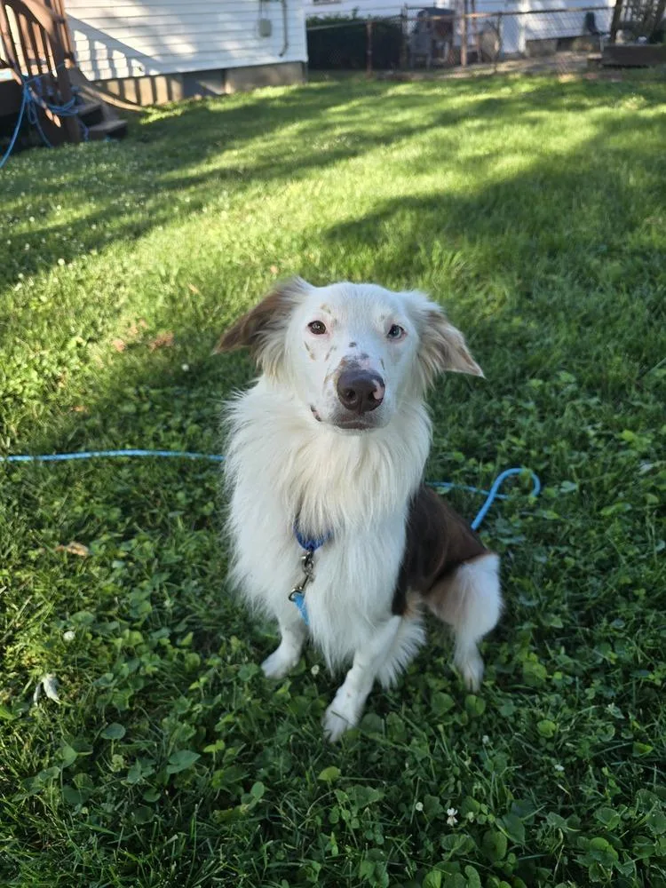 A young medium-sized male Tricolor (Brown, Black, & White) Australian Shepherd dog named Drift for adoption in Troy, IL