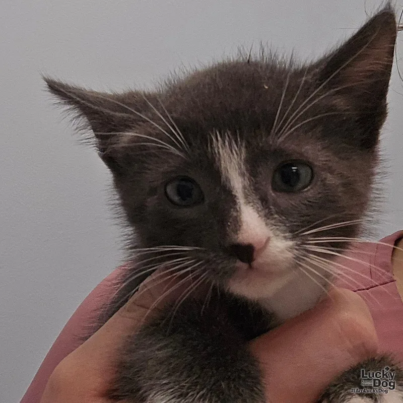 A baby medium-sized male Gray & White Domestic Short Hair cat named Kam for adoption in Washington, DC