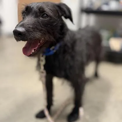 A young medium-sized male Mixed Breed dog named Jack for adoption in Janesville, WI