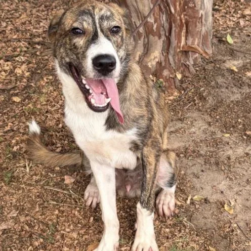A baby medium-sized male Brindle Mixed Breed dog named Zues for adoption in Elgin, TX
