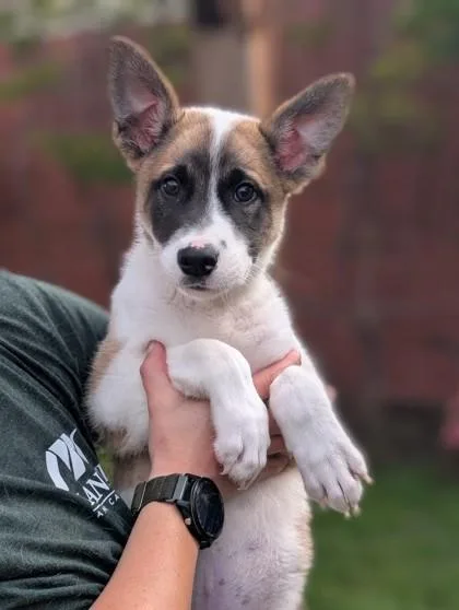 An adult small-sized male Shepherd dog named Kai for adoption in Mansfield, TX