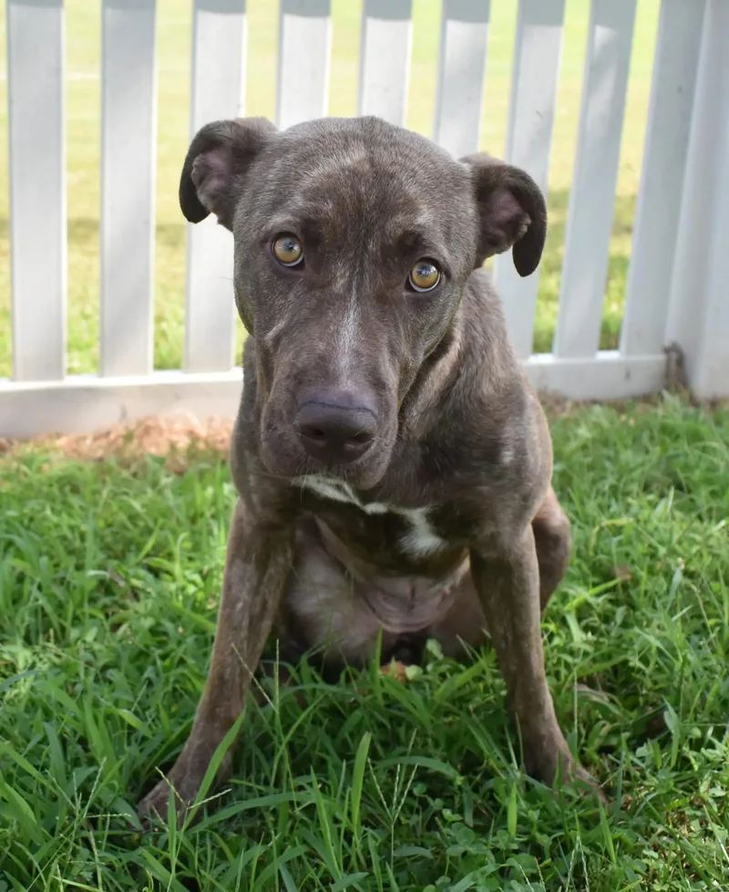 Onion Ring thumbnail 2