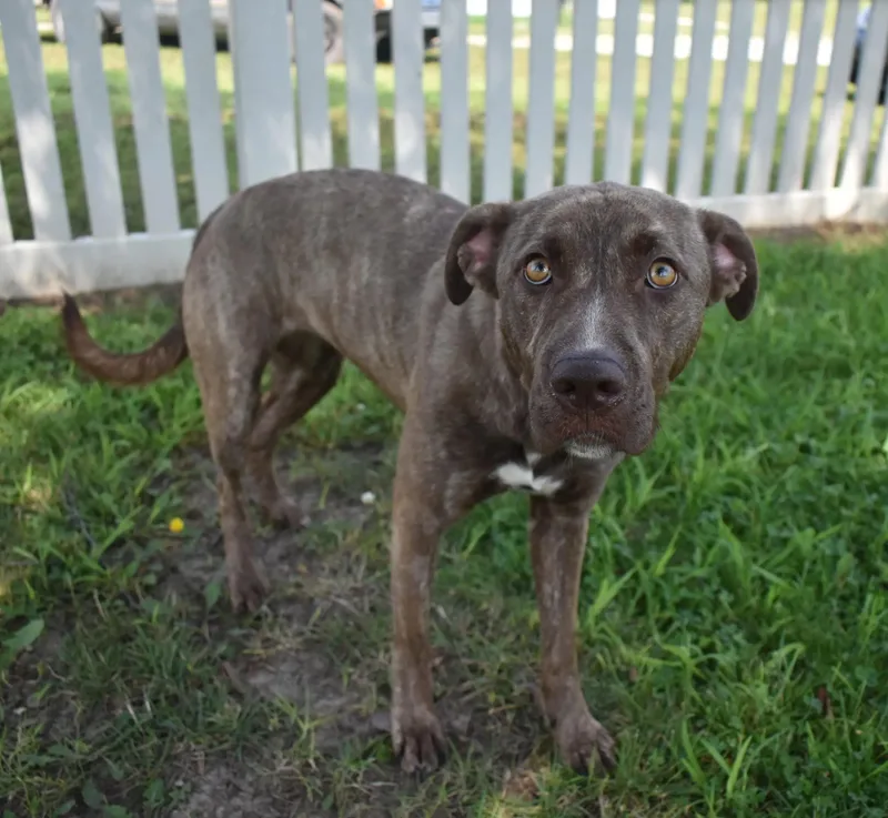 Onion Ring thumbnail 3