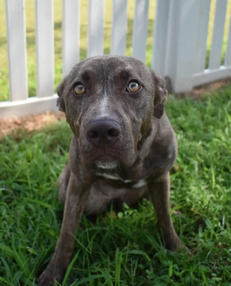 Onion Ring thumbnail 4