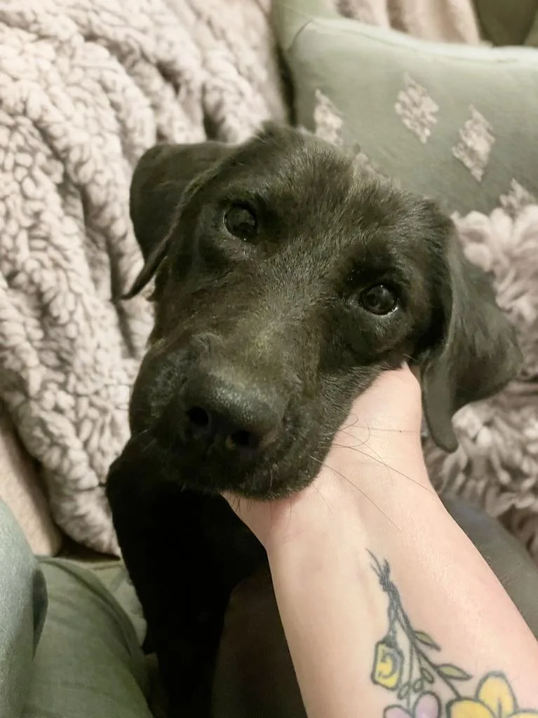 An adult medium-sized female Black Labrador Retriever dog named Annie for adoption in MADISON, AL