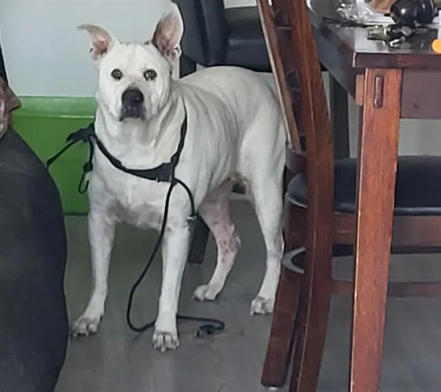 An adult medium-sized female Terrier dog named Princess for adoption in San Antonio, TX