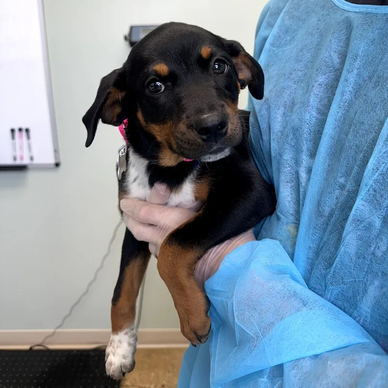 A baby small-sized female Black Mixed Breed dog named Willa for adoption in Skokie, IL