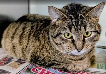 An adult medium-sized female Domestic Short Hair cat named Mami for adoption in Fairfax, VA
