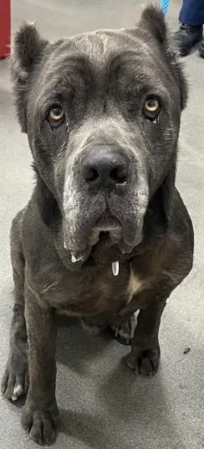 An adult large-sized male Cane Corso dog named Modelo for adoption in Upper Marlboro, MD