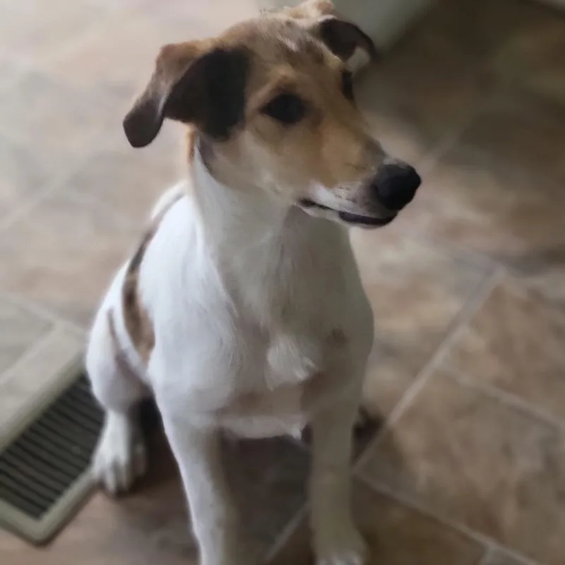 A baby large-sized male Yellow / Tan / Blond / Fawn Rough Collie dog named Stitch for adoption in Reno, NV
