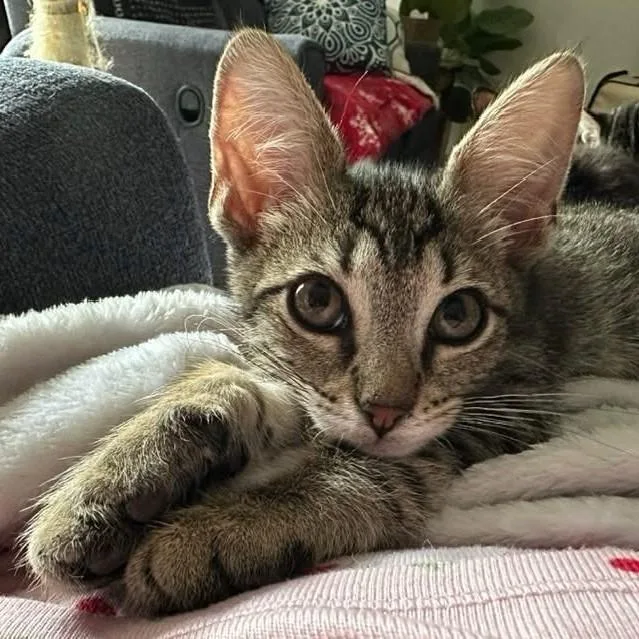 Mr. Big Ah thumbnail 2