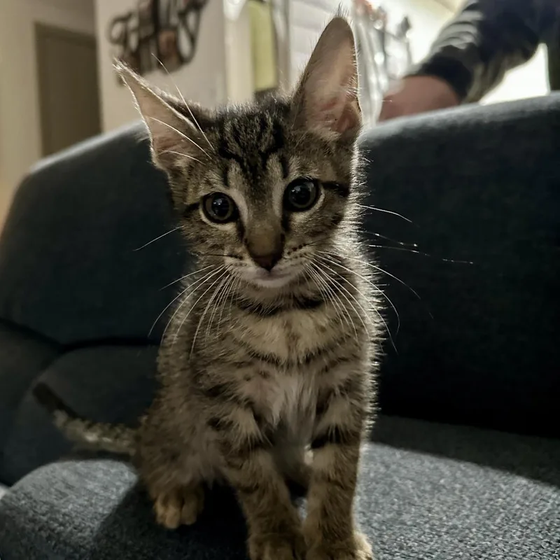 Mr. Big Ah thumbnail 3