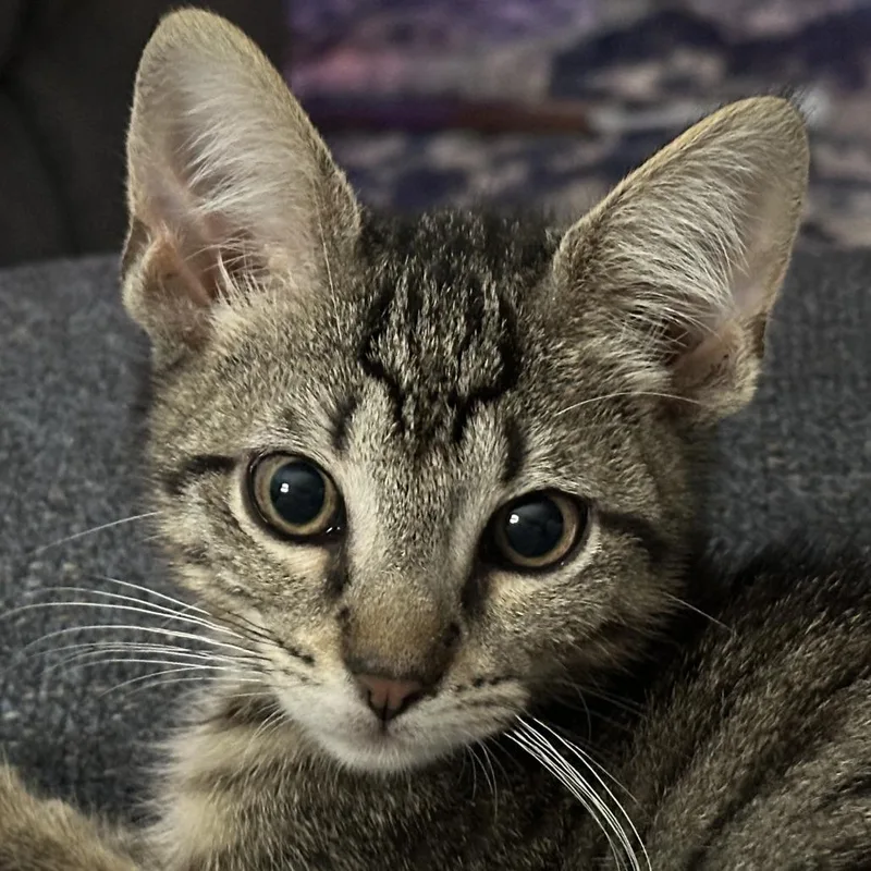 Mr. Big Ah thumbnail 4