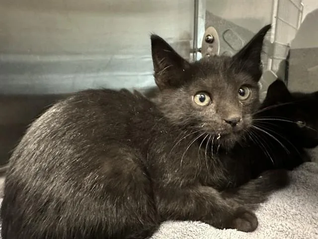 A baby small-sized male Domestic Short Hair cat named Sam for adoption in San Luis Obispo, CA