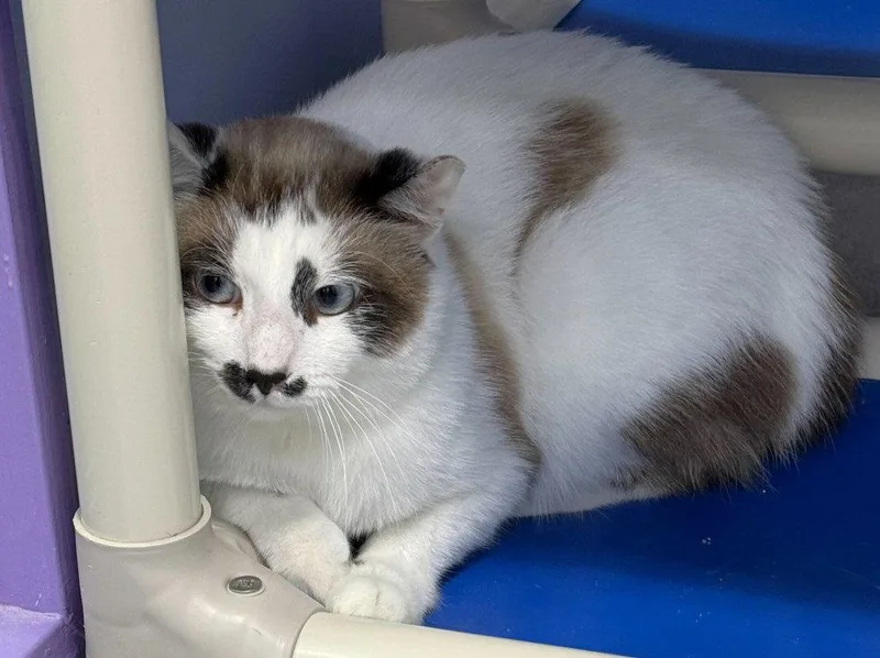 An adult medium-sized male Domestic Short Hair cat named Yache for adoption in Colorado Springs, CO