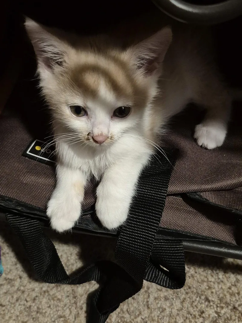 A baby medium-sized female Orange & White Domestic Short Hair cat named Sundial for adoption in Wheaton, IL