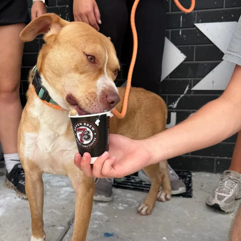 An adult medium-sized male Yellow / Tan / Blond / Fawn Labrador Retriever dog named Courage for adoption in Palestine, TX