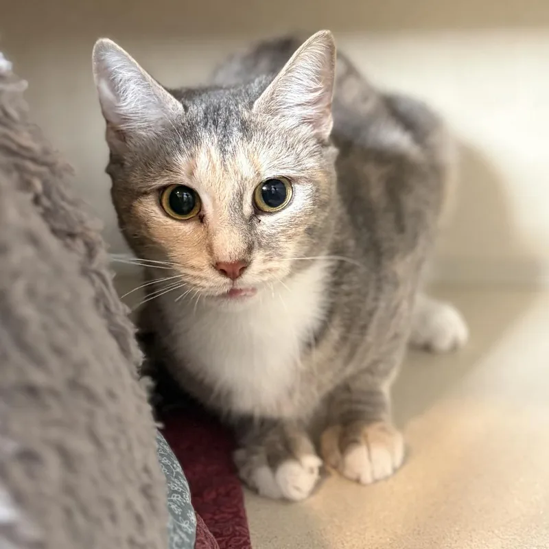 A young medium-sized female Cream / Ivory Domestic Short Hair cat named Elyse for adoption in Louisville, KY