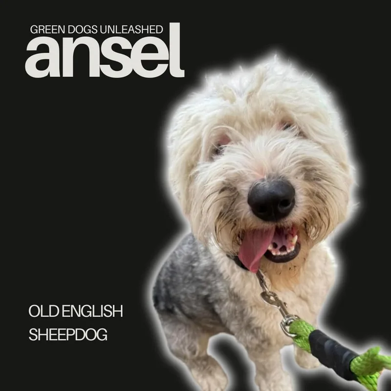 Ansel