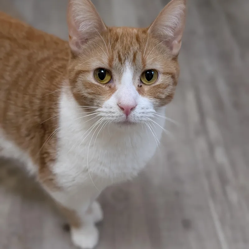 An adult medium-sized female Orange & White Domestic Short Hair cat named Mango for adoption in West Lafayette, IN