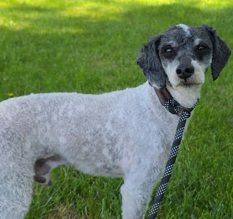 An adult small-sized male White / Cream Miniature Poodle dog named Zombie for adoption in LaGrange, IN