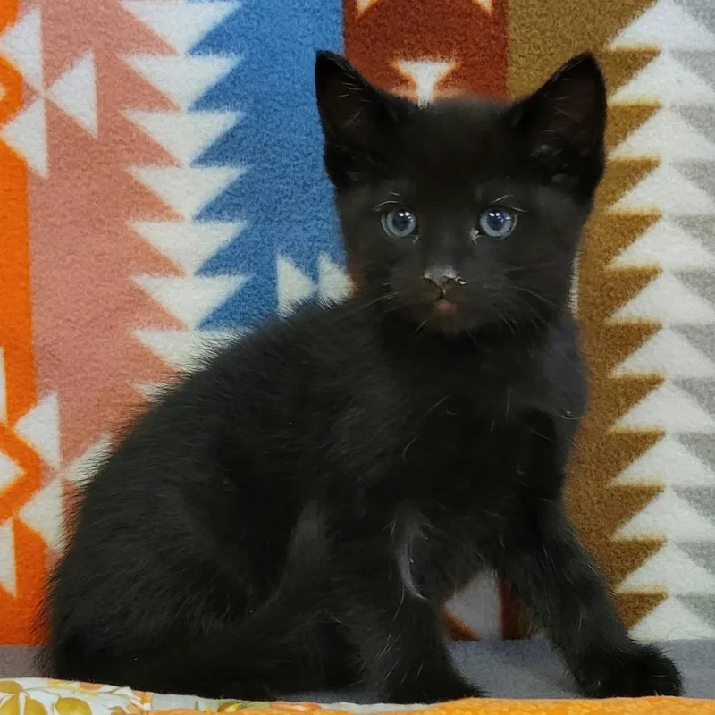 A baby small-sized male Black Domestic Medium Hair cat named Squid for adoption in Austin, TX