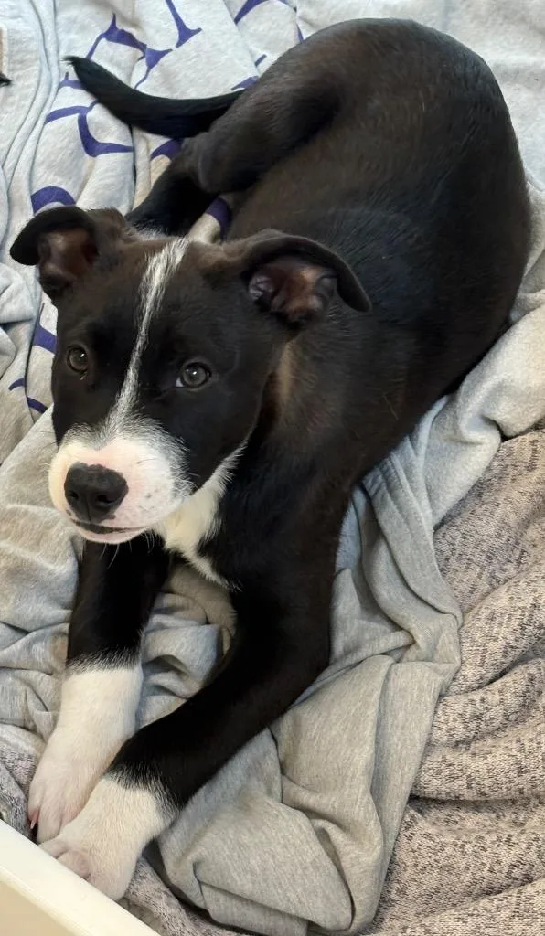 Stratton thumbnail 2