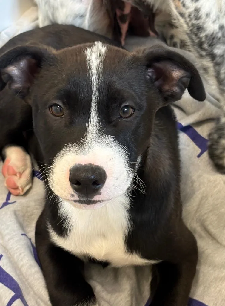 Stratton thumbnail 3