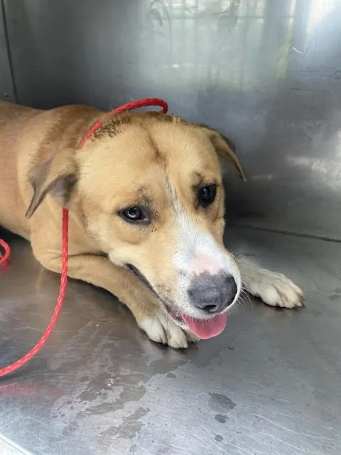 A young large-sized male Mixed Breed dog named Max for adoption in Dallas, TX