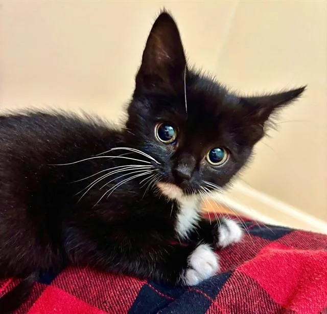A baby medium-sized female Domestic Short Hair cat named Lotus for adoption in Houston, TX