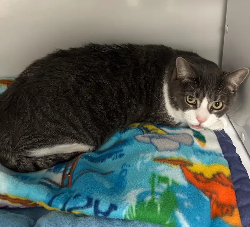 An adult medium-sized male Domestic Short Hair cat named Dude for adoption in Peoria, AZ
