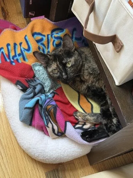 An adult medium-sized female Domestic Short Hair cat named Chocolate for adoption in Ridgewood, NY