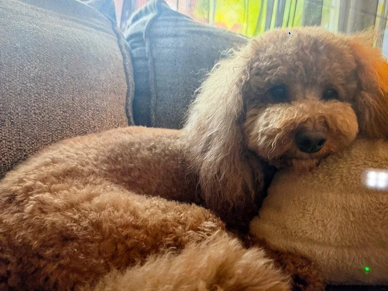 An adult small-sized male Poodle dog named Cooper for adoption in Battle Ground, WA