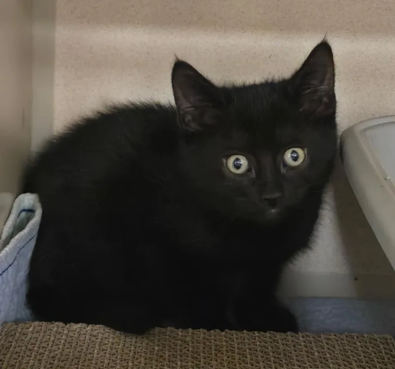 A baby medium-sized male Black Domestic Short Hair cat named Peabody for adoption in New Rochelle, NY