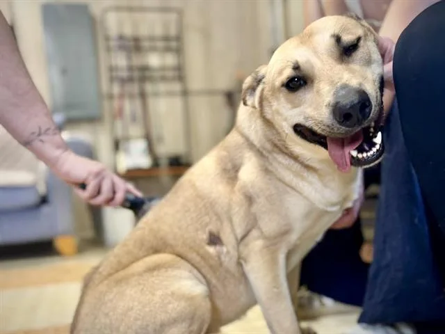 A young large-sized female German Shepherd Dog dog named Noah for adoption in Charlotte, NC