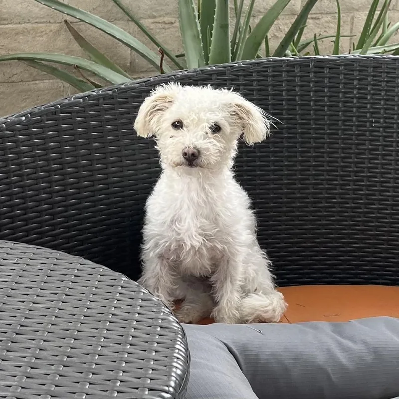 Cadberry thumbnail 2