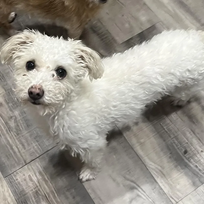 Cadberry thumbnail 3