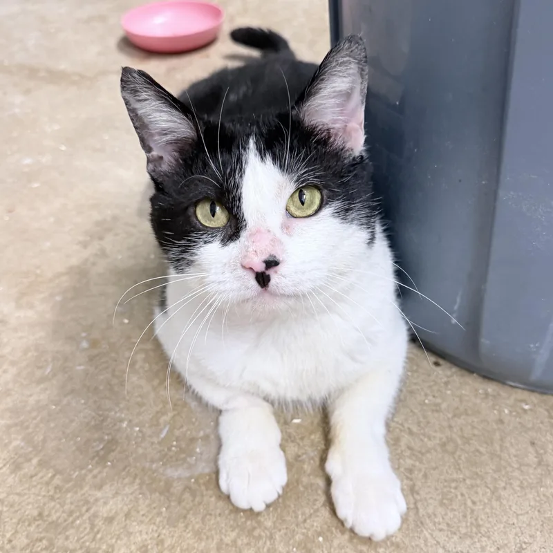 An adult medium-sized male Black & White / Tuxedo American Shorthair cat named Liam for adoption in Philadelphia, PA