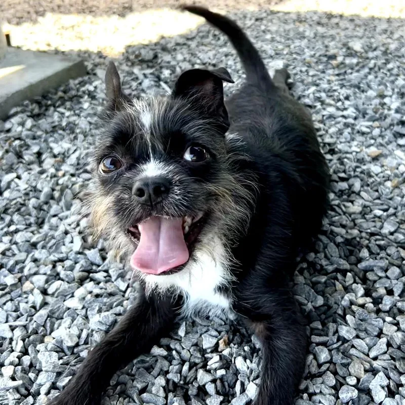 A baby small-sized male Black Schnauzer dog named Kiko for adoption in Walnut Cove, NC