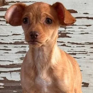 A young small-sized female Apricot / Beige Chihuahua dog named Trisha for adoption in Carrollton, TX