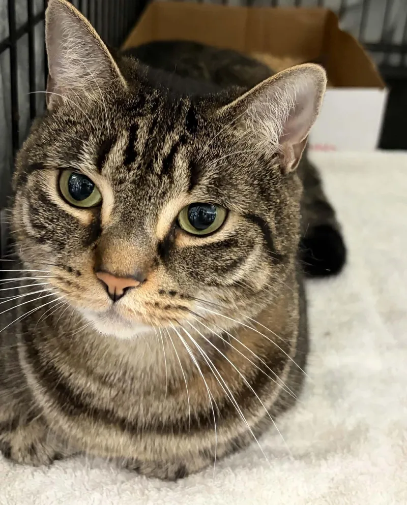 An adult medium-sized female Domestic Short Hair cat named Cleo for adoption in Westfield, MA