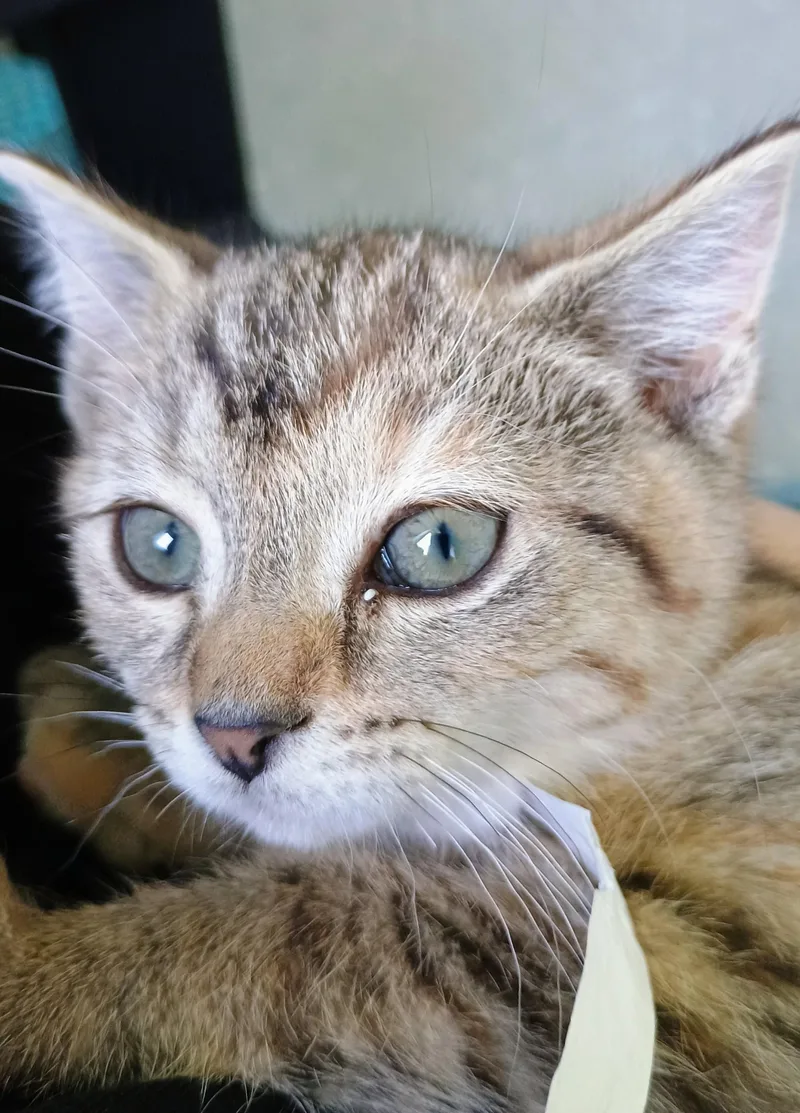 A baby large-sized female Tabby (Gray / Blue / Silver) Domestic Short Hair cat named Cayenne for adoption in New Philadelphia, OH