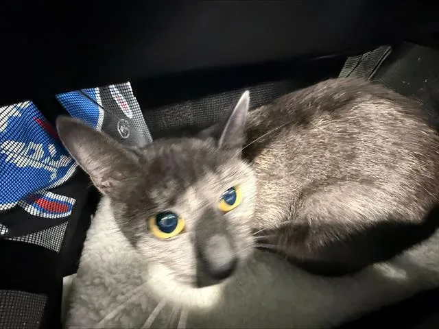 An adult medium-sized female Domestic Short Hair cat named Marli for adoption in Charlotte, NC