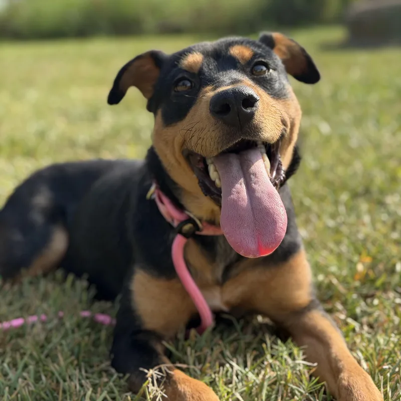 A young medium-sized female German Pinscher dog named Zelda for adoption in Pearland, TX
