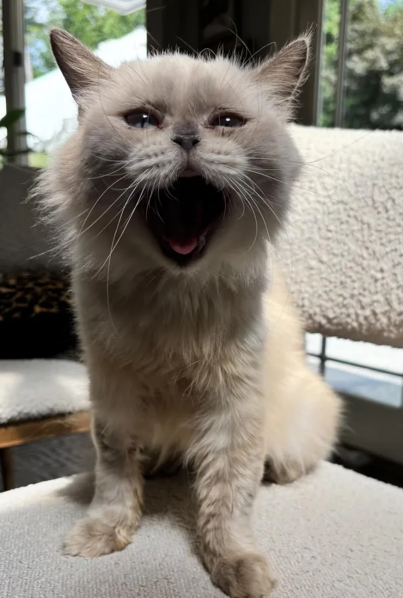 An adult medium-sized female Persian cat named Esmeralda for adoption in Woodmere, NY