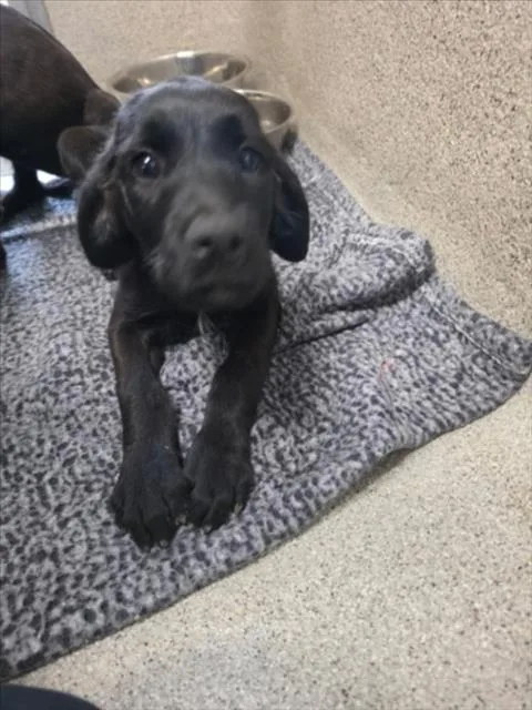 A baby small-sized female Giant Schnauzer dog named Daisy for adoption in Tracy, CA