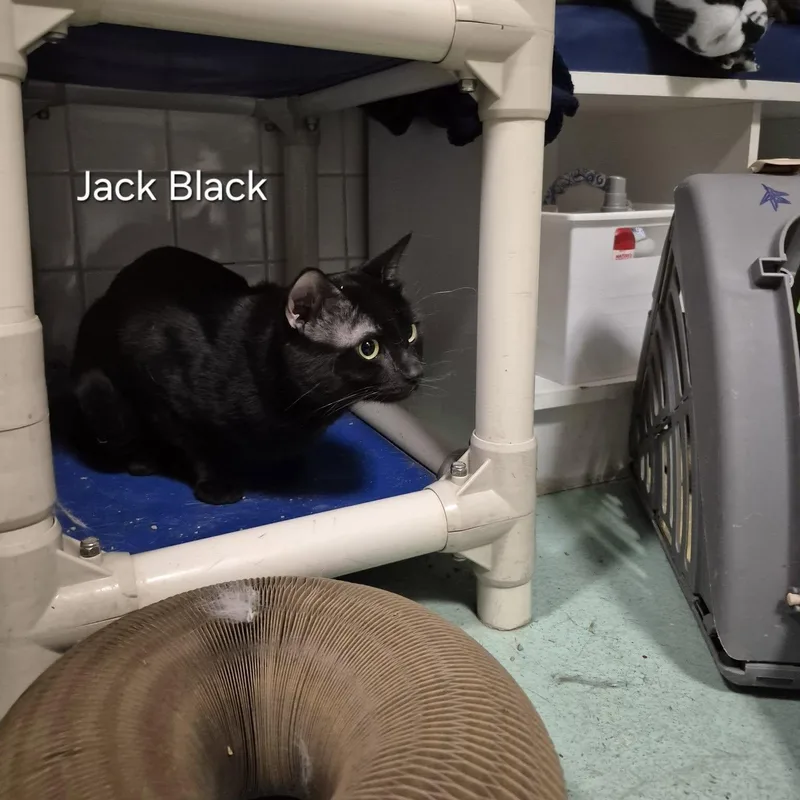 Jack Black & Mr thumbnail 3