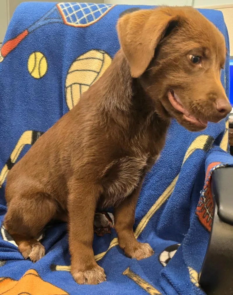 A baby large-sized male Labrador Retriever dog named Timber for adoption in Murphysboro, IL