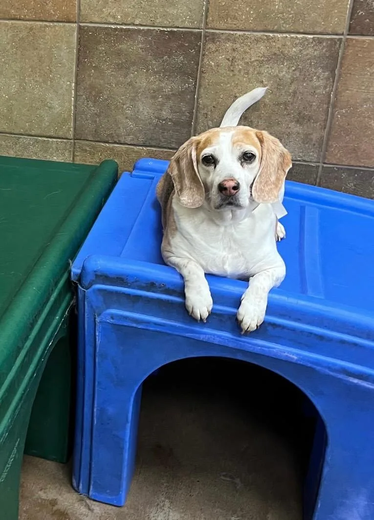 A senior small-sized male Tricolor (Brown, Black, & White) Beagle dog named Charlie for adoption in Kent, WA